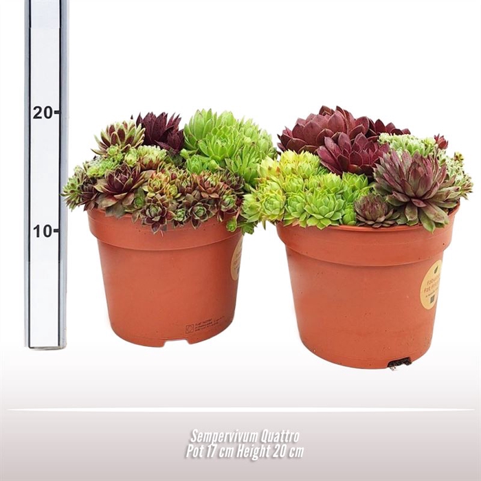 Sempervivum Quattro