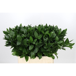 Ruscus aculeatus   ...groot blad