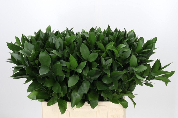 <h4>Ruscus aculeatus   ...groot blad</h4>