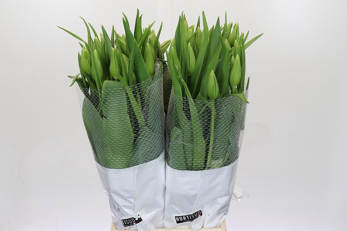 <h4>Tulipa (frans) En Maureen</h4>