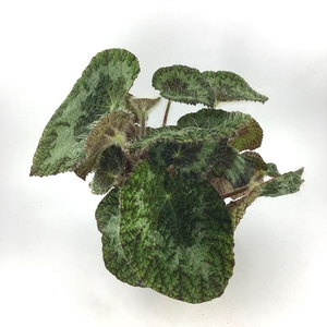 BEGONIA REX-HYBRID P12