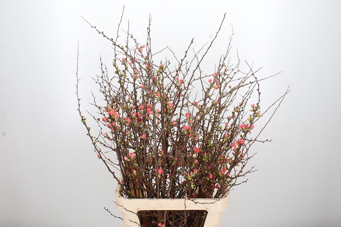 <h4>Chaenomelis Superba</h4>