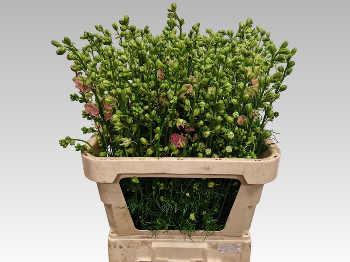 <h4>CONS RE Q LIGHT PINK</h4>