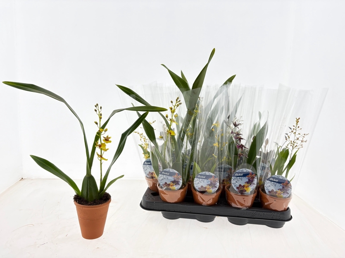 <h4>ORCHIDEEEN GEM</h4>