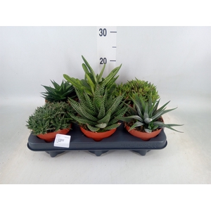 Aloe   ...mix