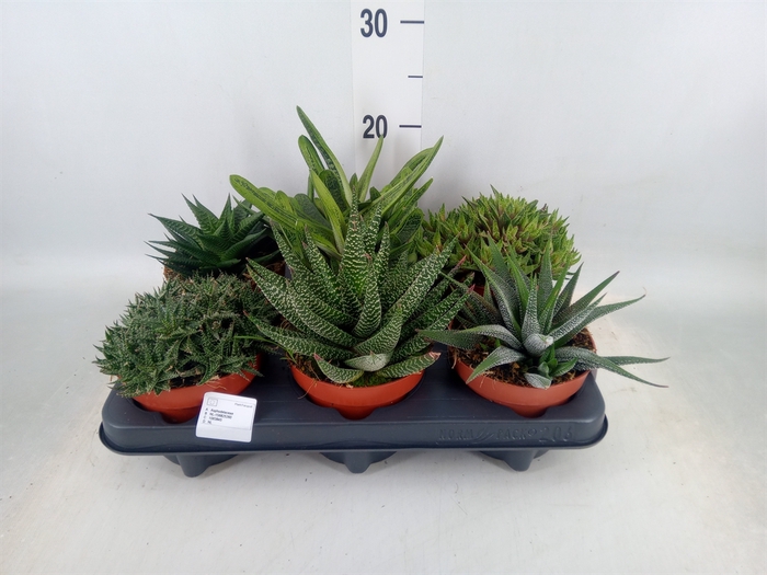<h4>Aloe   ...mix</h4>