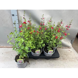 SALVIA MICROPHYLLA