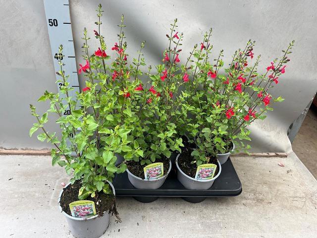 <h4>SALVIA MICROPHYLLA</h4>