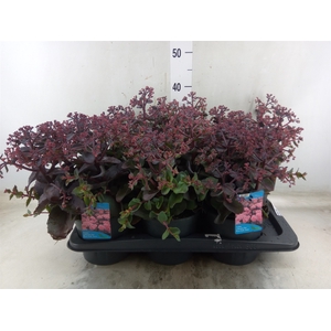 Sedum telep.