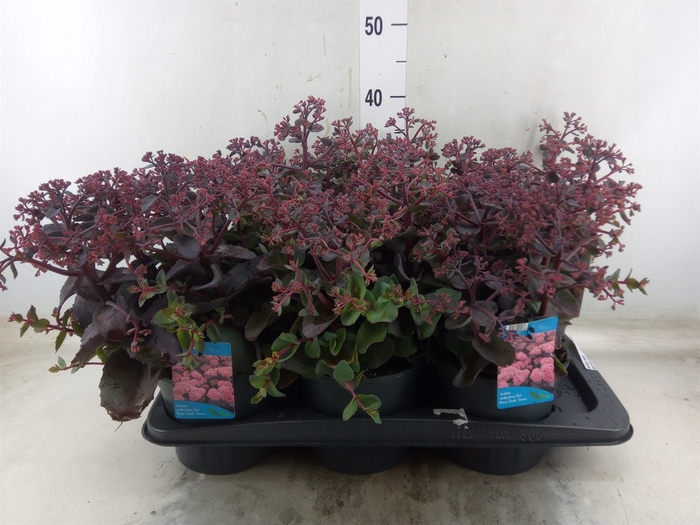 <h4>Sedum telep.</h4>