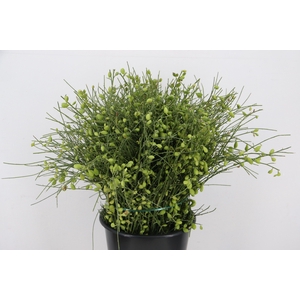 GINSTER BERRY GREEN 400GR