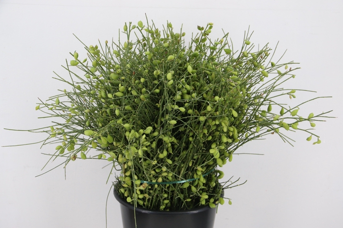 <h4>GINSTER BERRY GREEN 400GR</h4>