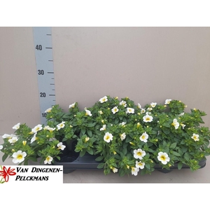 CALIB MINIF WHITE+EY