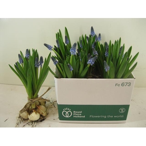 MUSCARI CAROLA