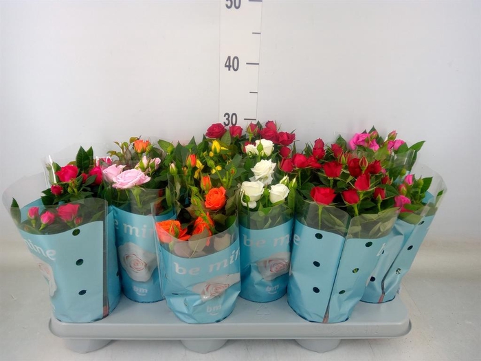 <h4>Rosa 'Beau Monde' ...mix 7</h4>