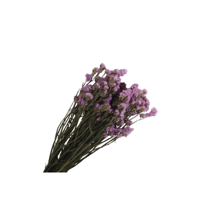Statice Lilac Natural