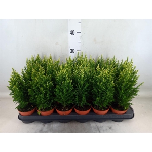 Chamaecyparis laws. 'Snow White'