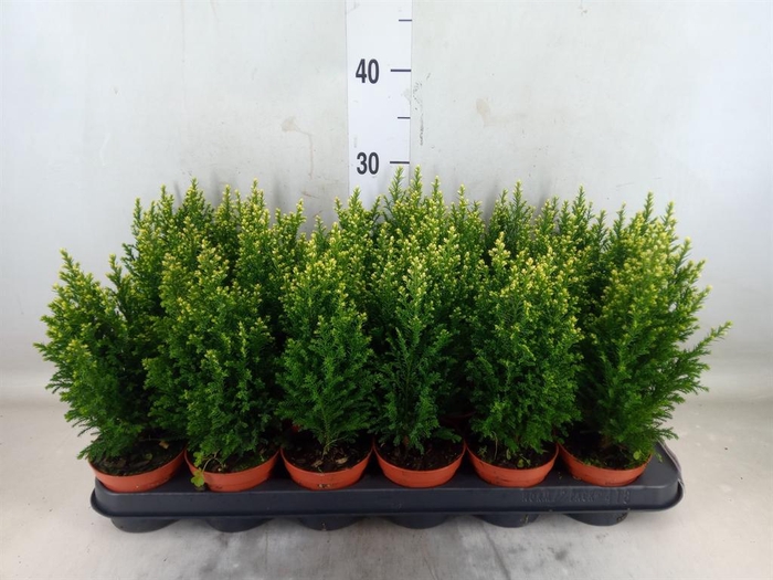 <h4>Chamaecyparis laws. 'Snow White'</h4>