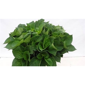 Hydr Macrophyll Blad