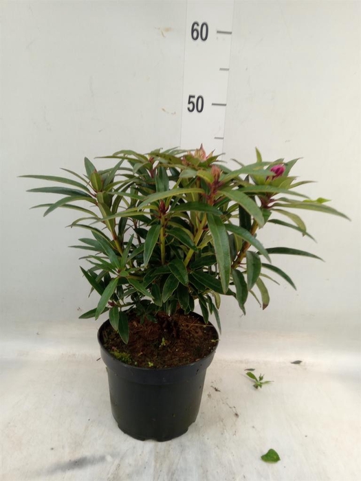 <h4>Rhododendron   ...</h4>