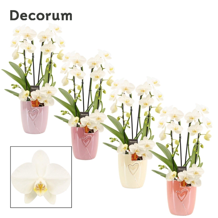 <h4>Phalaenopsis twirl wit in Joa (Special moods-collection)</h4>