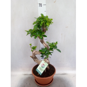 Ficus microcarpa 'Ginseng'