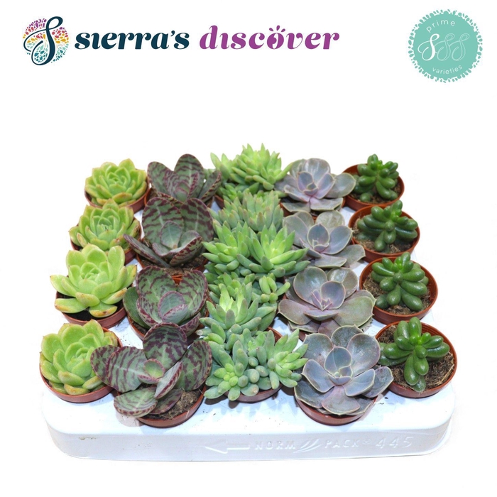 <h4>Discover® - Valencia Succulent MIx (Prime)</h4>