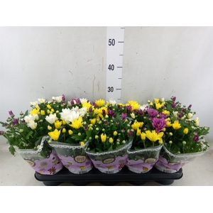 Chrysanthemum   ..mix/pot