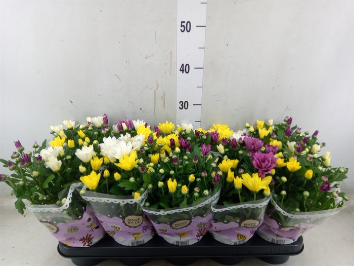 <h4>Chrysanthemum   ..mix/pot</h4>