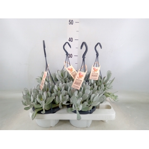Cotyledon  'Coral'