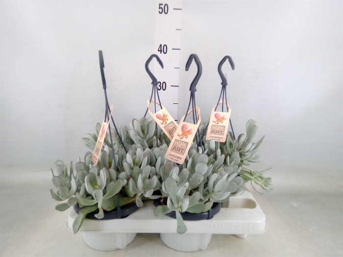 <h4>Cotyledon  'Coral'</h4>