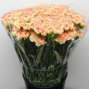 Di St Poirot Yellow/pink Edge