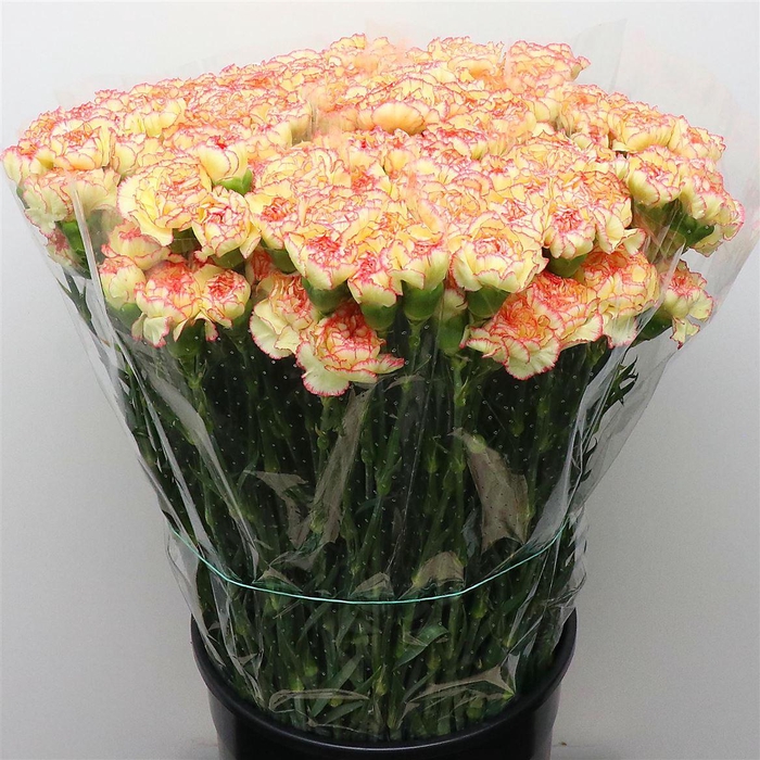 DI ST POIROT YELLOW/PINK EDGE
