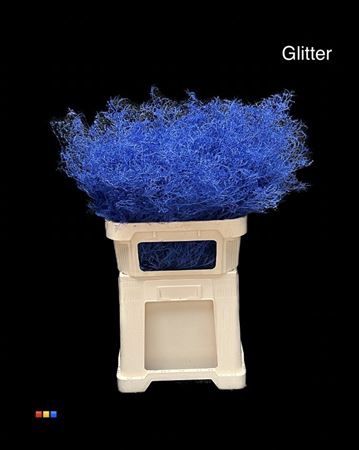 Limonium Blue + Glitter Bio