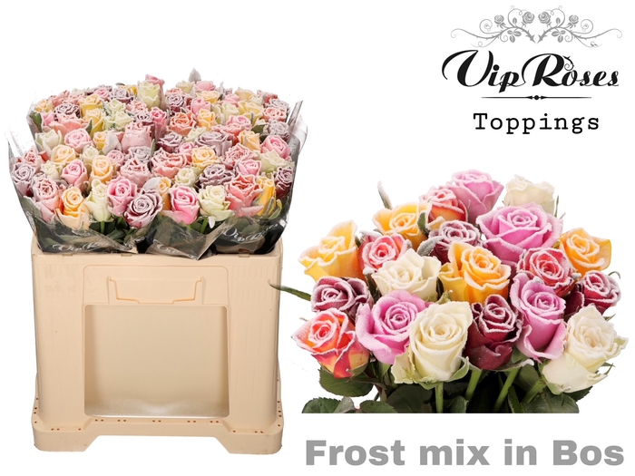 R GR FROST MIX IN BOS