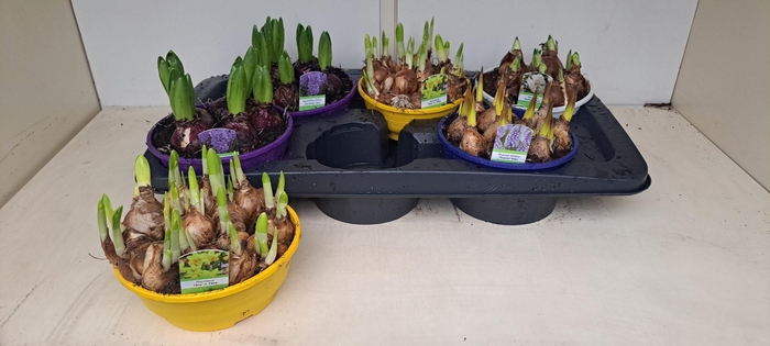 <h4>BOLBLOEMEN GEM</h4>