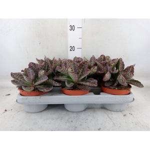 Kalanchoe NF marmorata 'Partridge'