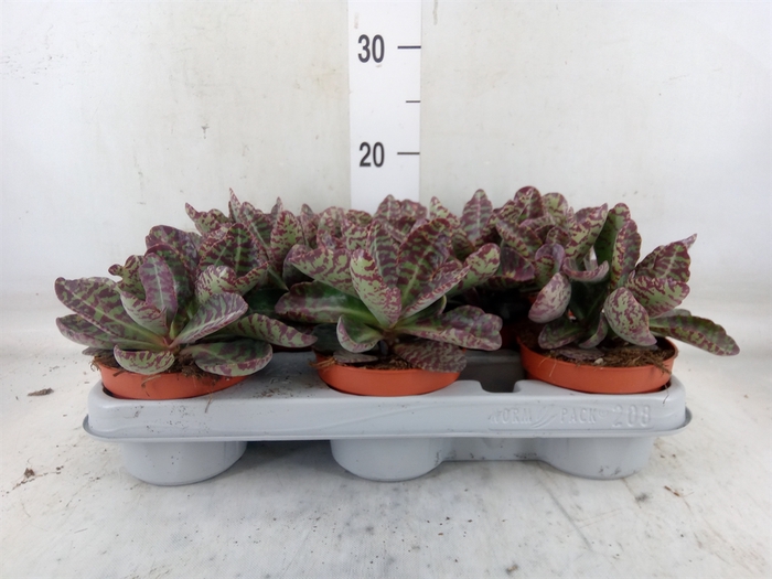 <h4>Kalanchoe NF marmorata 'Partridge'</h4>