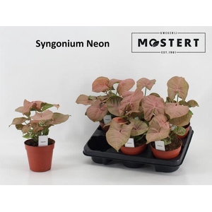 Syngonium   ...