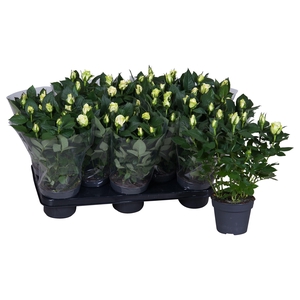 Nolina Roses Ø 13 cm White Blanco sleeve