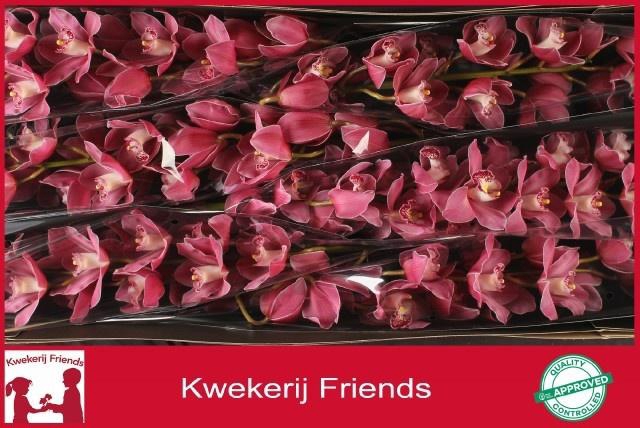 <h4>CYMB T PRINCESS</h4>