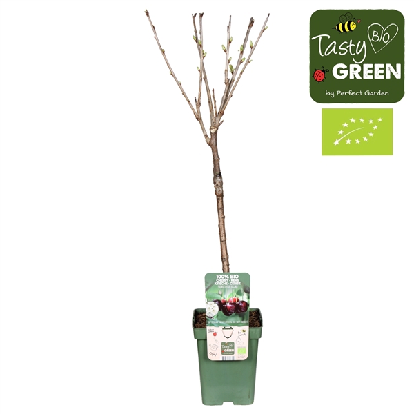 <h4>Prunus avium Regina Bio P23</h4>