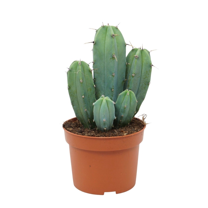 <h4>Cereus</h4>