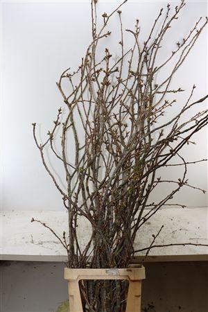 <h4>PRUNUS SERRULATA 150CM P STEM</h4>
