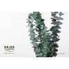 Dried Bleached Eucalyptus Baby Blue Dark Green