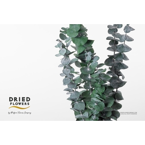 Dried Bleached Eucalyptus Baby Blue Green