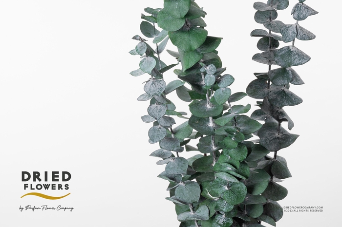 <h4>Dried Bleached Eucalyptus Baby Blue Dark Green</h4>