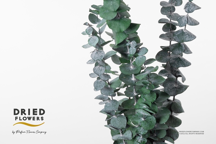 <h4>Dried Bleached Eucalyptus Cinerea Dark Green</h4>
