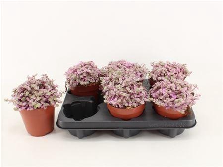 <h4>Callisia repens 'Rosato'</h4>