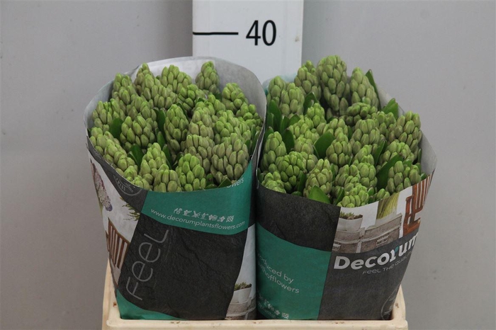 <h4>Hyac City Of Bradfor</h4>